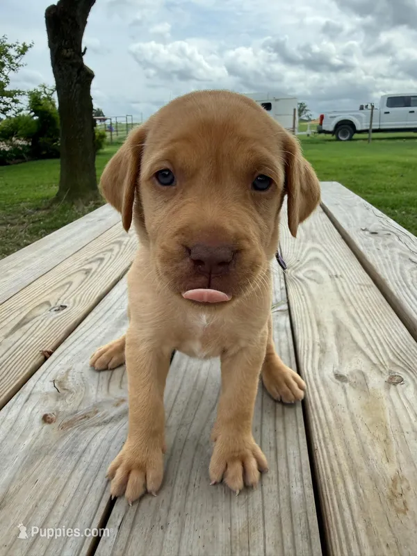 Storm - purple collar – Labrador Retriever puppy for sale in Tyler, TX