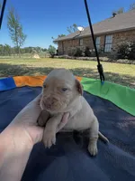 Storm - purple collar, a female Labrador Retriever for sale in Tyler, TX – Photo 4 of 4