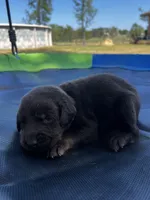 Mystique - red collar, a female Labrador Retriever for sale in Tyler, TX – Photo 2 of 5