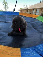 Mystique - red collar, a female Labrador Retriever for sale in Tyler, TX – Photo 5 of 5