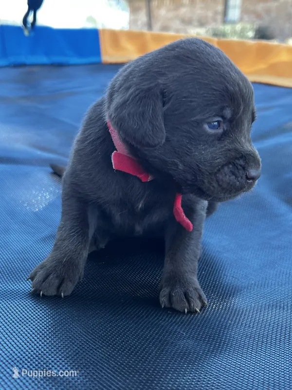 Mystique - red collar – Labrador Retriever puppy for sale in Tyler, TX
