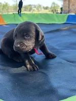 Mystique - red collar, a female Labrador Retriever for sale in Tyler, TX – Photo 3 of 5