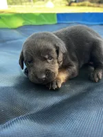 Mystique - red collar, a female Labrador Retriever for sale in Tyler, TX – Photo 4 of 5