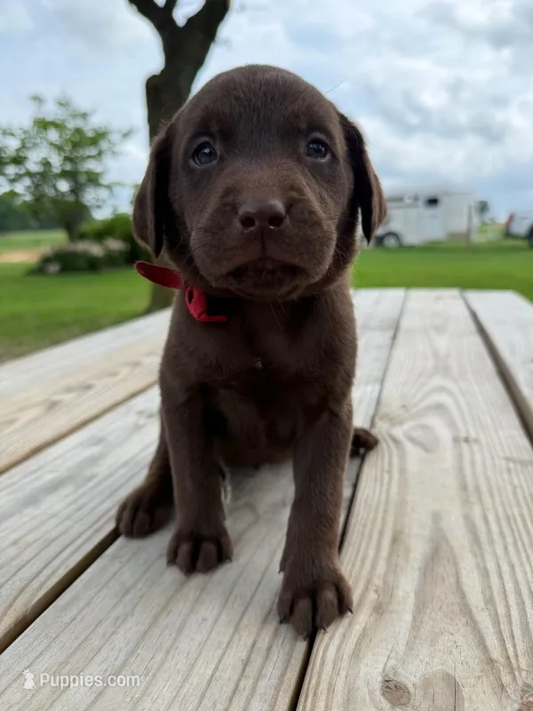 Mystique - red collar – Labrador Retriever puppy for sale in Tyler, TX