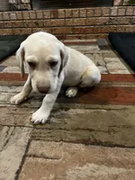 Dash - Light blue collar, a male Labrador Retriever for sale in Tyler, TX – 3 of 9