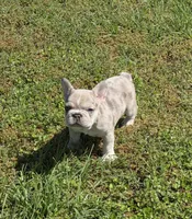 AKC Male 2, a male French Bulldog for sale in Hartman, AR – Photo 1 of 4