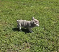 AKC Male 2, a male French Bulldog for sale in Hartman, AR – Photo 2 of 4
