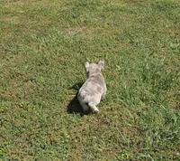AKC Male 2, a male French Bulldog for sale in Hartman, AR – Photo 3 of 4