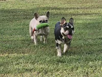 AKC Male 2, a male French Bulldog for sale in Hartman, AR – Photo 4 of 4