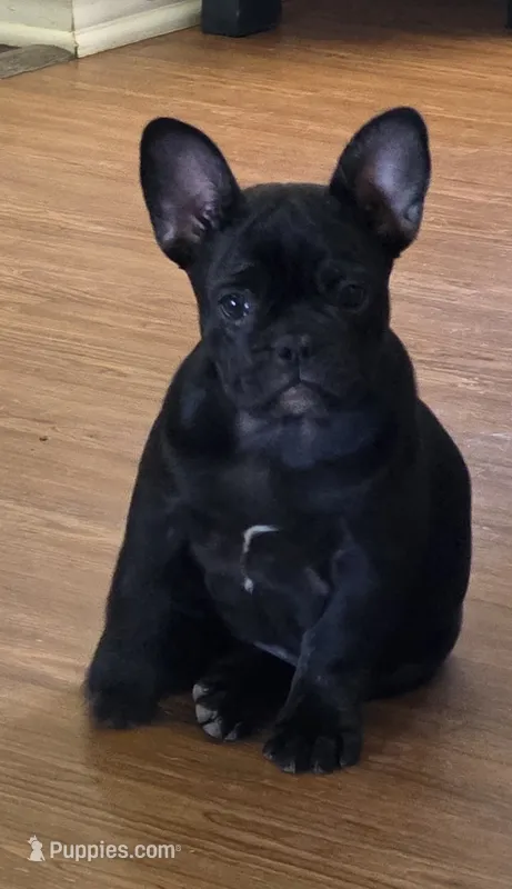 Akc Female, a female French Bulldog for sale in Hartman, AR – 1 of 3