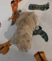 AKC Female, a female French Bulldog for sale in Hartman, AR – Photo 3 of 4