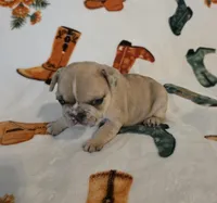AKC Female, a female French Bulldog for sale in Hartman, AR – Photo 2 of 4