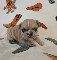 AKC Female, a female French Bulldog for sale in Hartman, AR – Photo 1 of 4