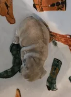 AKC Female, a female French Bulldog for sale in Hartman, AR – Photo 4 of 4