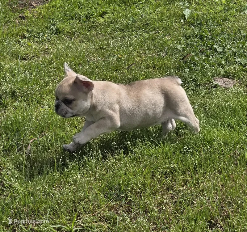 AKC Female – French Bulldog puppy for sale in Hartman, AR