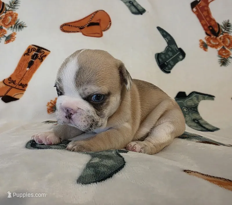 AKC Male – French Bulldog puppy for sale in Hartman, AR