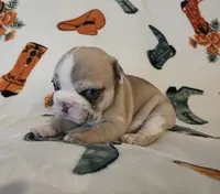 AKC Male, a male French Bulldog for sale in Hartman, AR – Photo 1 of 5