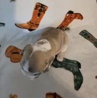 AKC Male, a male French Bulldog for sale in Hartman, AR – Photo 4 of 5