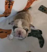 AKC Male, a male French Bulldog for sale in Hartman, AR – Photo 3 of 5