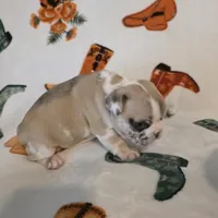 AKC Male, a male French Bulldog for sale in Hartman, AR – Photo 2 of 5