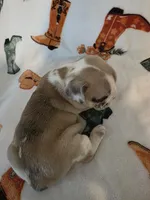 AKC Male, a male French Bulldog for sale in Hartman, AR – Photo 5 of 5