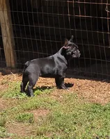 Akc Female, a female French Bulldog for sale in Hartman, AR – 2 of 3