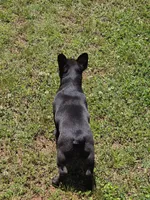 Akc Female, a female French Bulldog for sale in Hartman, AR – 3 of 3
