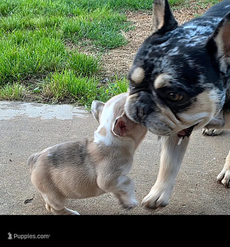 AKC Male – French Bulldog puppy for sale in Hartman, AR