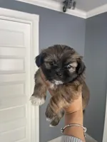 Caramelo, a male Shih Tzu for sale in Glenn Dale, MD – Photo 1 of 3