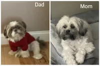 Caramelo, a male Shih Tzu for sale in Glenn Dale, MD – Photo 3 of 3