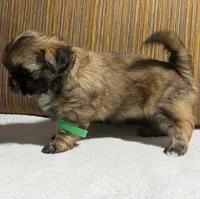 Puppy Greene, a female Shih Tzu for sale in Glenn Dale, MD – 4 of 5