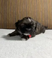 Puppy Red, a male Shih Tzu for sale in Glenn Dale, MD – 5 of 6