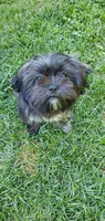 Gray, a male Shih Tzu for sale in Glenn Dale, MD – 2 of 8