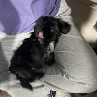 Gray, a male Shih Tzu for sale in Glenn Dale, MD – Photo 5 of 8