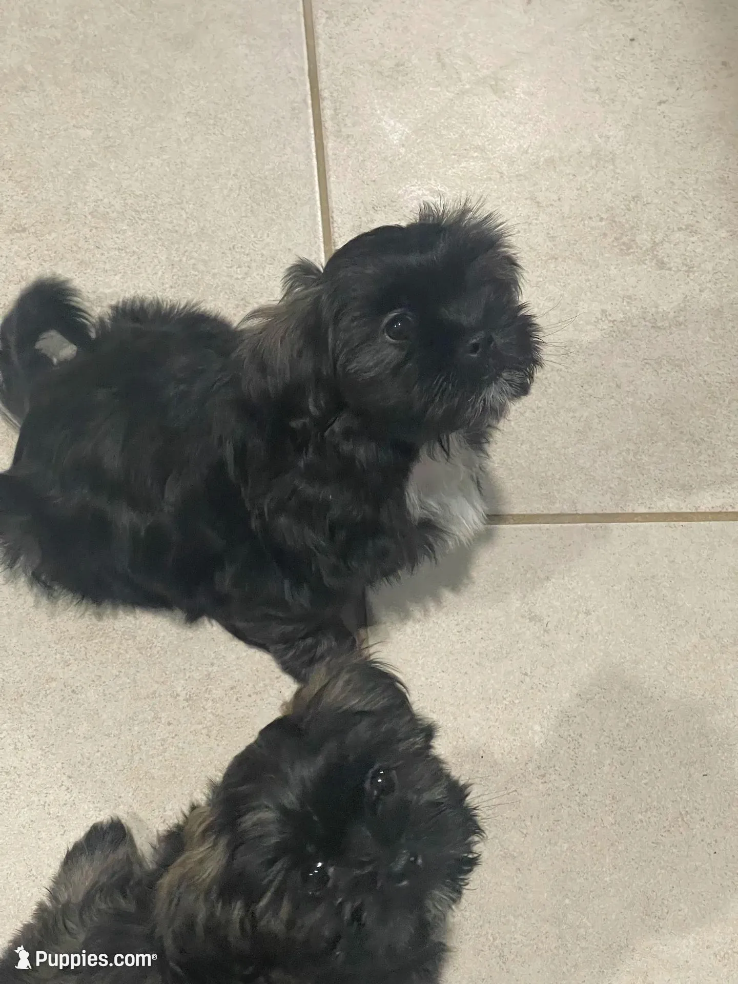 Gray, a male Shih Tzu for sale in Glenn Dale, MD – 7 of 8