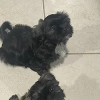 Gray, a male Shih Tzu for sale in Glenn Dale, MD – Photo 1 of 8