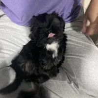 Gray, a male Shih Tzu for sale in Glenn Dale, MD – Photo 7 of 8