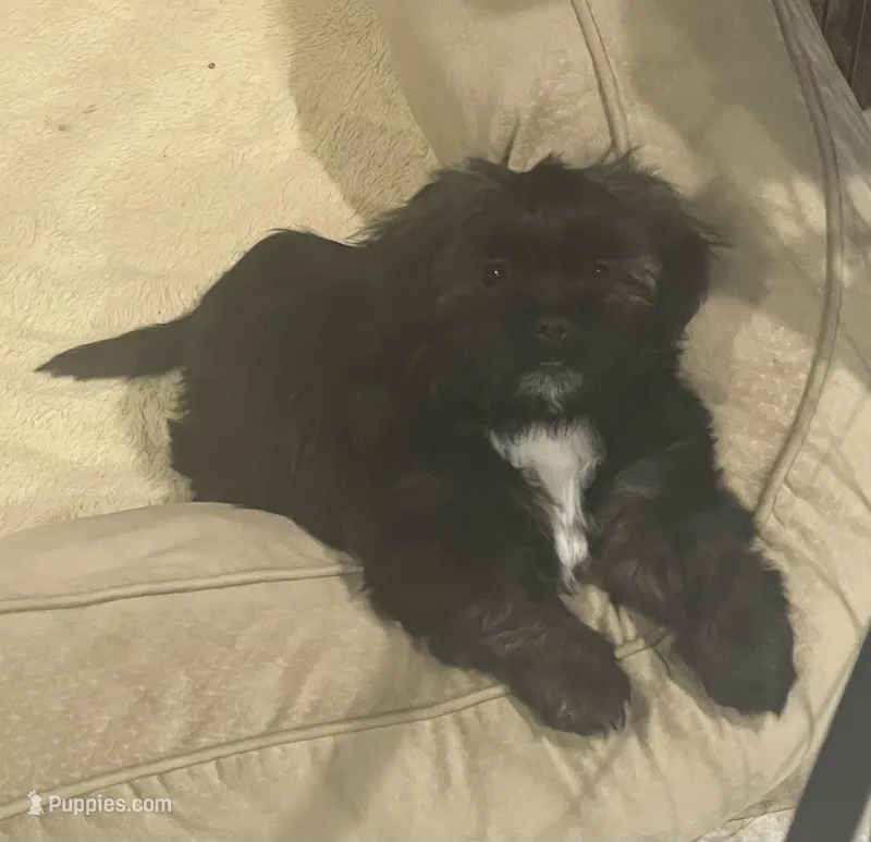 Graynor, a male Shih Tzu for sale in Glenn Dale, MD – Photo 1 of 3
