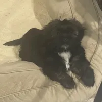 Gray, a male Shih Tzu for sale in Glenn Dale, MD – Photo 2 of 8