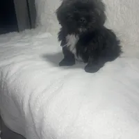 Gray, a male Shih Tzu for sale in Glenn Dale, MD – Photo 3 of 8