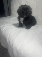 Graynor, a male Shih Tzu for sale in Glenn Dale, MD – Photo 2 of 3