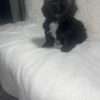 Gray, a male Shih Tzu for sale in Glenn Dale, MD – Photo 4 of 8