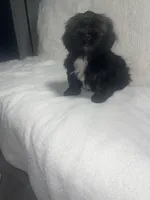 Graynor, a male Shih Tzu for sale in Glenn Dale, MD – Photo 3 of 3