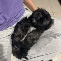 Gray, a male Shih Tzu for sale in Glenn Dale, MD – Photo 8 of 8