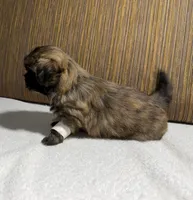 Puppy Whitee, a male Shih Tzu for sale in Glenn Dale, MD – 5 of 5
