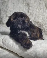 Brownie, a male Shih Tzu for sale in Glenn Dale, MD – Photo 2 of 2