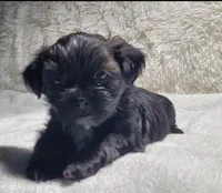 Brownie, a male Shih Tzu for sale in Glenn Dale, MD – Photo 1 of 2