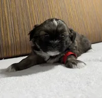 Puppy Red, a male Shih Tzu for sale in Glenn Dale, MD – 1 of 6