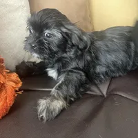 Lola, a female Shih Tzu for sale in Glenn Dale, MD – Photo 4 of 6