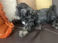 Fuchsia, a female Shih Tzu for sale in Glenn Dale, MD – Photo 2 of 4